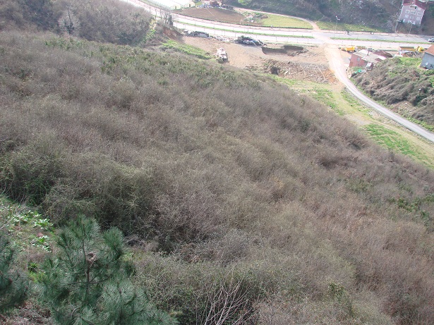 Seyir Defteri – Nisan 2011 (Karga fotoromanı…)